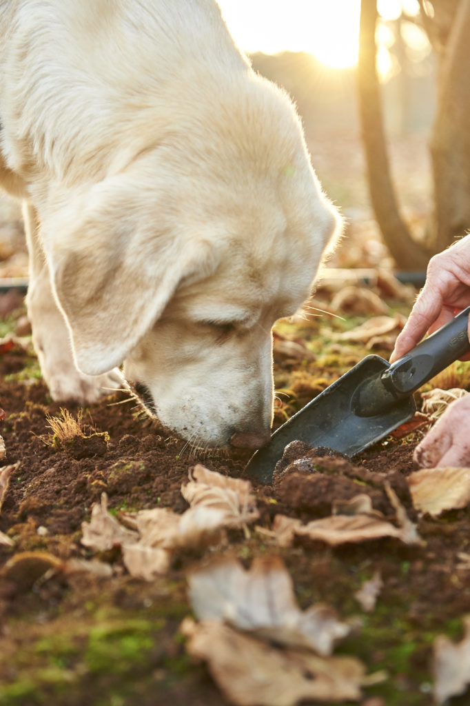 A portrait image of a white labrador sniffing in fresh earth to find a black perigord truffle to show gourmet foodie experiences on The South West Edge road trip