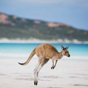 Lucky Bay 1, Esperance